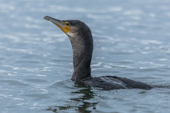 Kormoran im meer