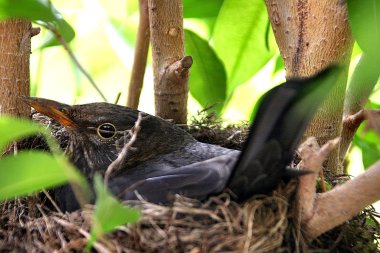 Eine Amsel sitzt in einem Nest.