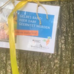 Ein gelbes Band ist an einen Baum gebunden